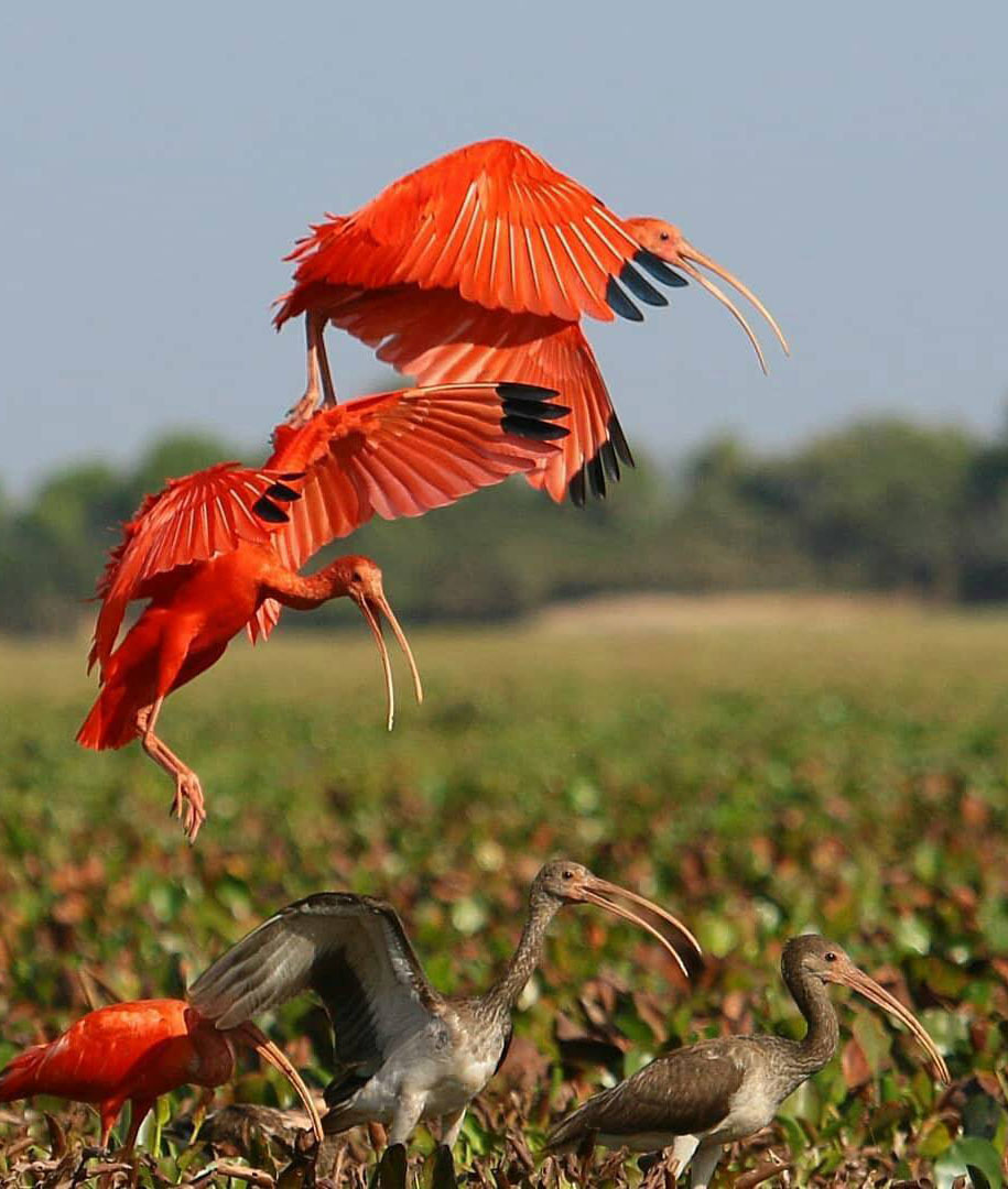 Тур по Венесуэле: Сафари в Лос Льянос