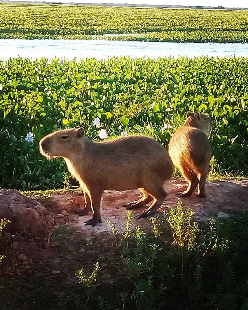 Тур по Венесуэле: Сафари в Лос Льянос