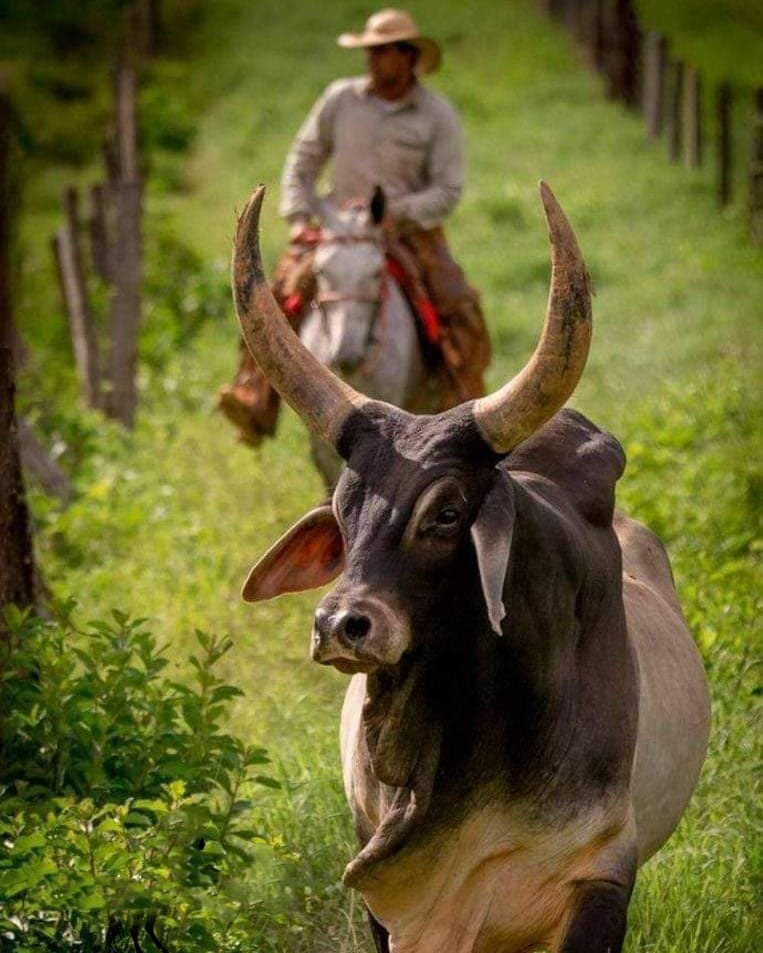 Тур по Венесуэле: Сафари в Лос Льянос