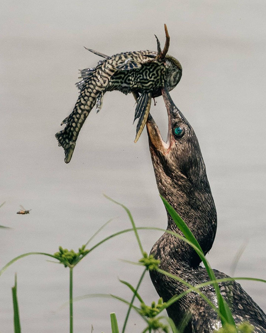 Тур по Венесуэле: Сафари в Лос Льянос