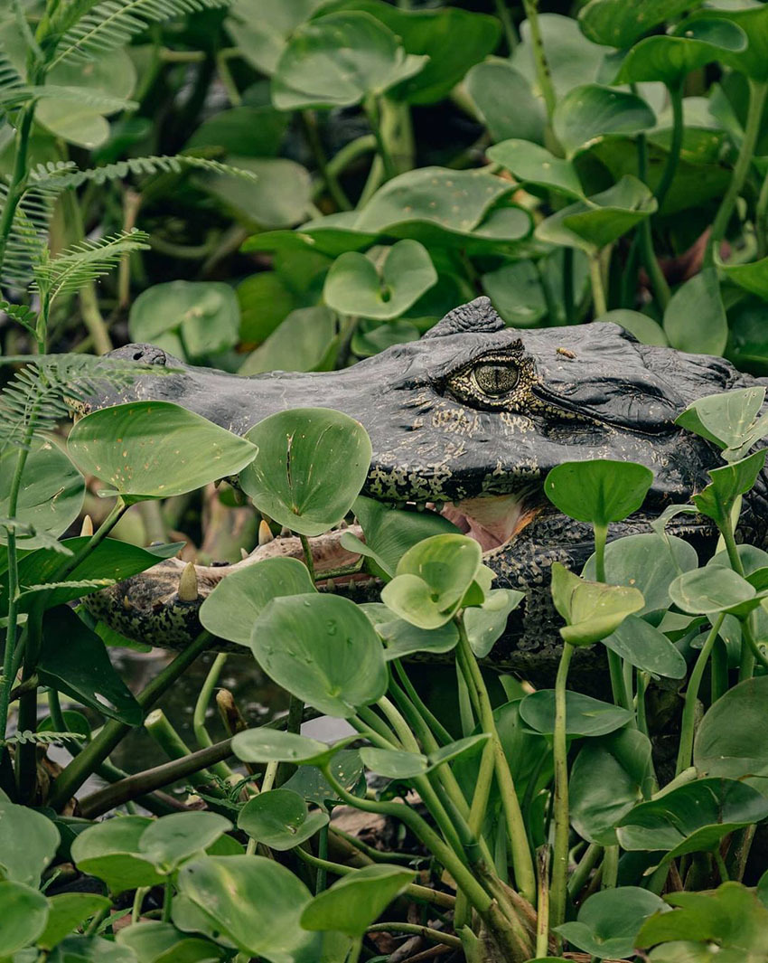 Тур по Венесуэле: Сафари в Лос Льянос