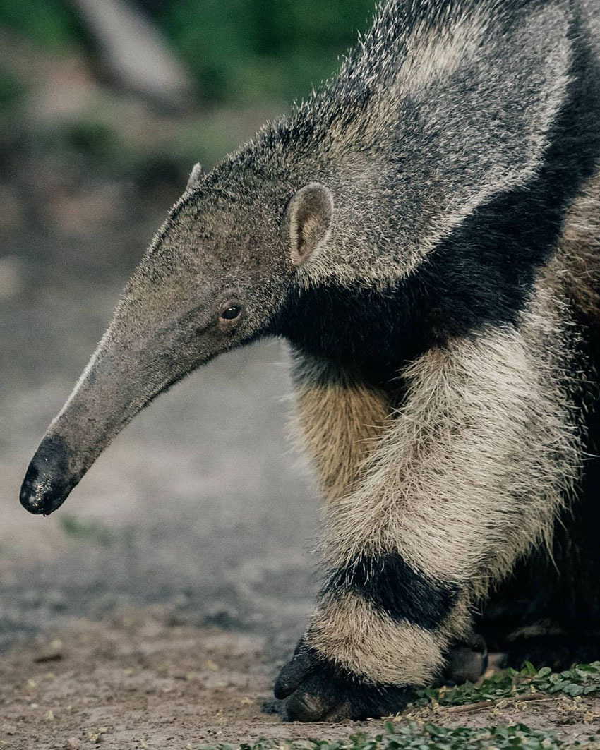 Тур по Венесуэле: Сафари в Лос Льянос