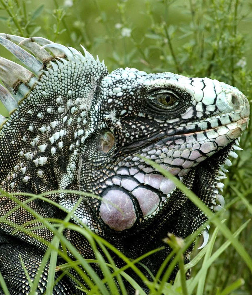 Тур по Венесуэле: Сафари в Лос Льянос