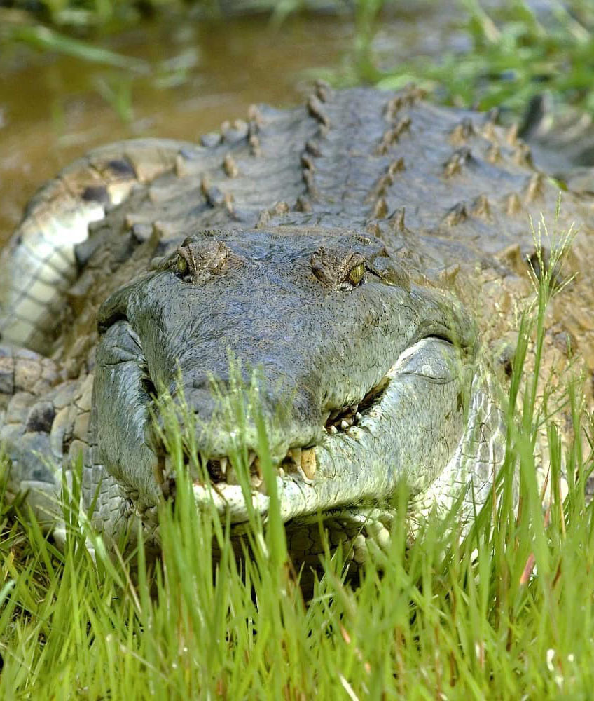 Тур по Венесуэле: Сафари в Лос Льянос