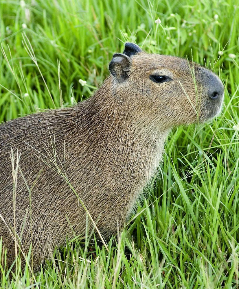 Тур по Венесуэле: Сафари в Лос Льянос
