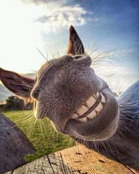 Тур по Венесуэле: Сафари в Лос Льянос