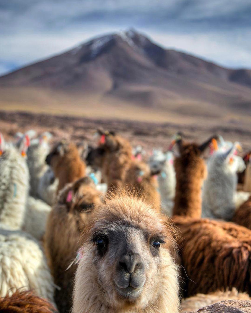Тур Лучшее в Боливии за 14 дней