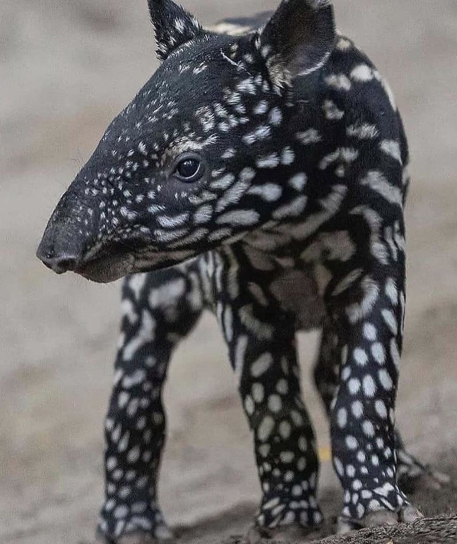 Тур в Венесуэлу из Москвы: Каракас — Канайма — Ориноко — Лос-Льянос