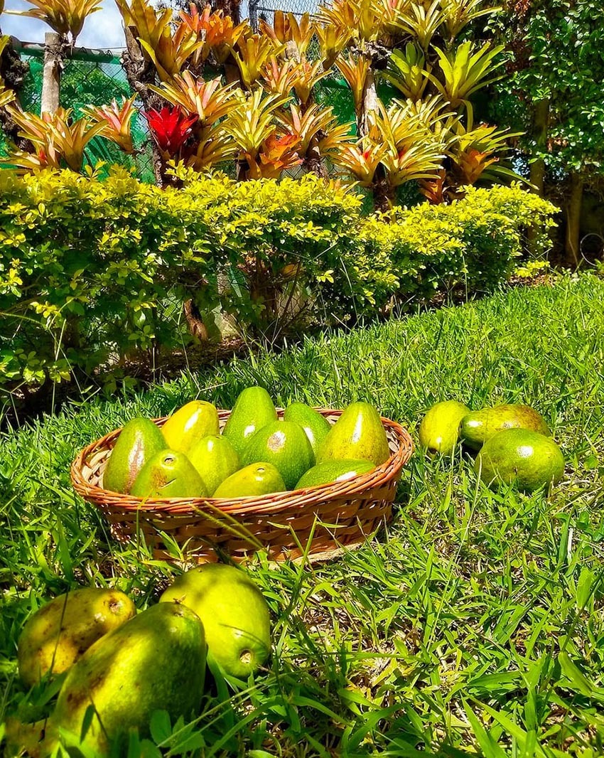 Тур в Венесуэлу из Москвы: Каракас — Канайма — Ориноко — Лос-Льянос