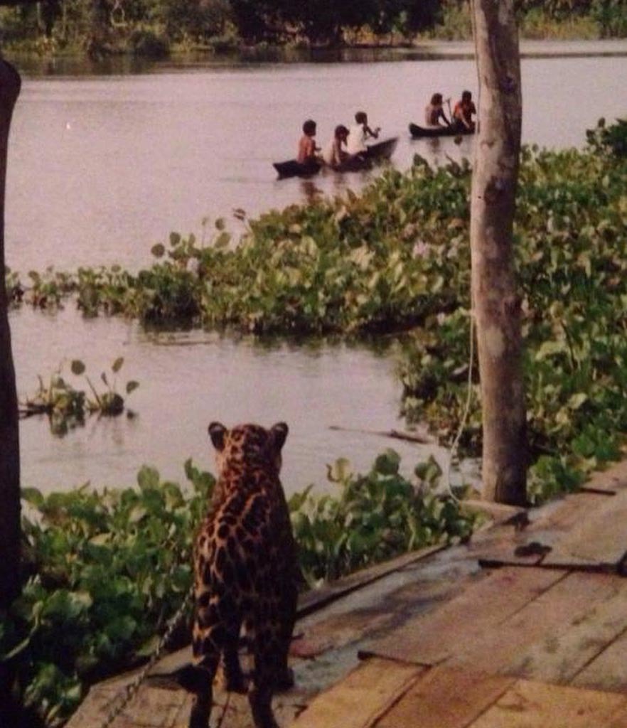 Тур в Венесуэлу из Москвы: Каракас — Канайма — Ориноко — Лос-Льянос