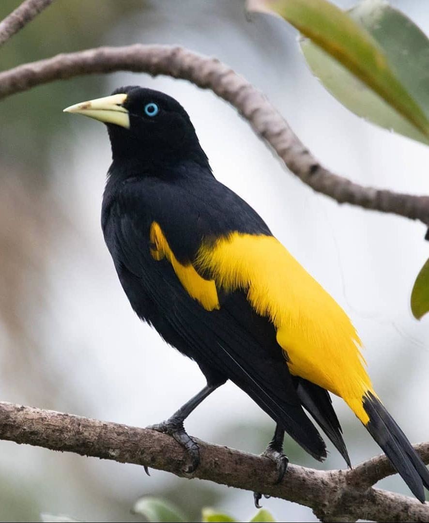 Тур в Венесуэлу из Москвы: Каракас — Канайма — Ориноко — Лос-Льянос