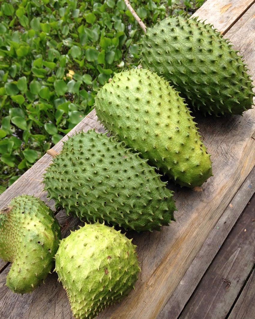 Тур в Венесуэлу из Москвы: Каракас — Канайма — Ориноко — Лос-Льянос