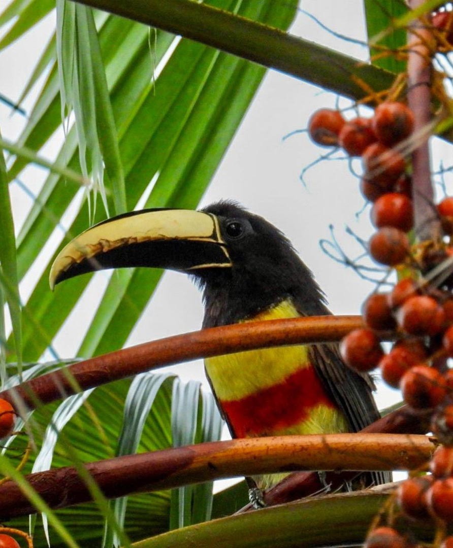Тур в Венесуэлу из Москвы: Каракас — Канайма — Ориноко — Лос-Льянос