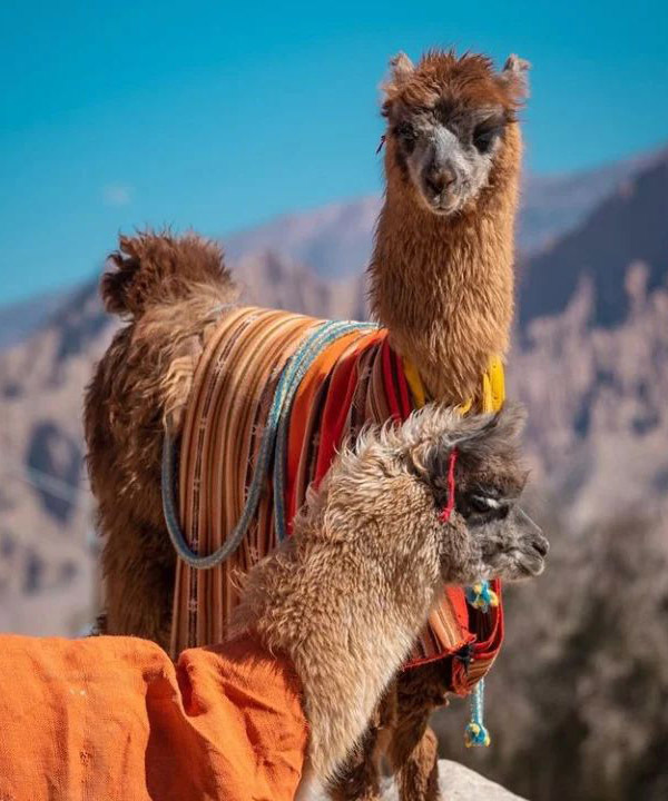 Тур по Северу Аргентины: Хухуй - Тукуман - Сальта - Катамарка