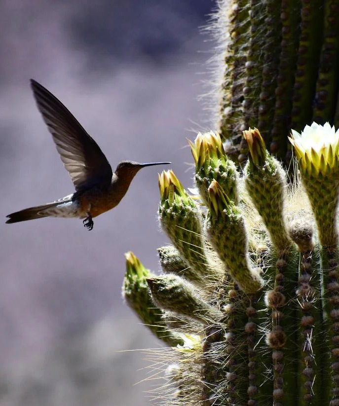 Тур по Северу Аргентины: Хухуй - Тукуман - Сальта - Катамарка