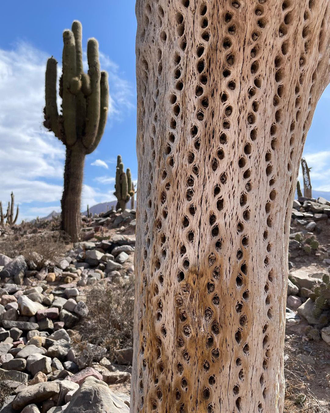 Тур по Северу Аргентины: Хухуй - Тукуман - Сальта - Катамарка