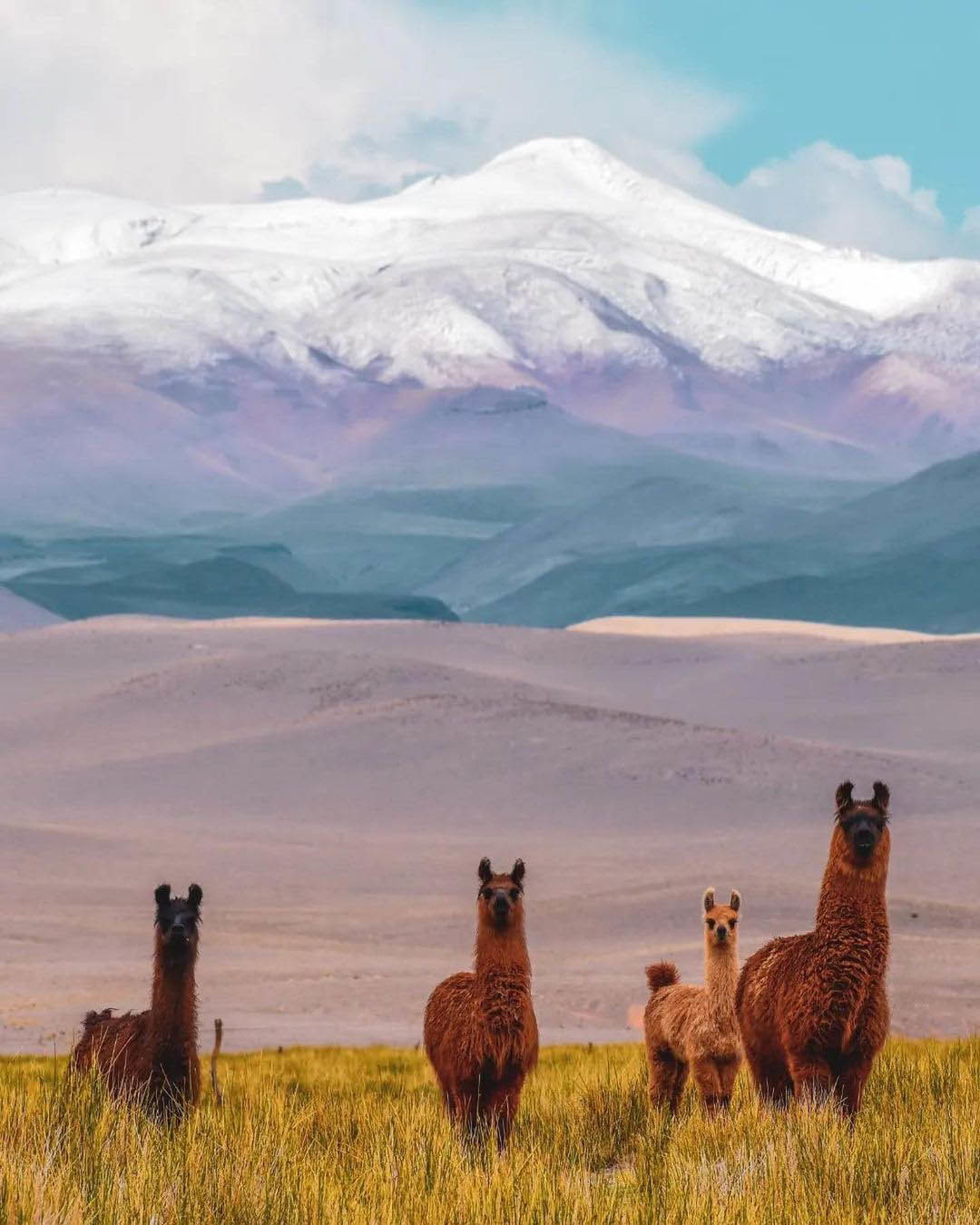 Тур по Северу Аргентины: Хухуй - Тукуман - Сальта - Катамарка