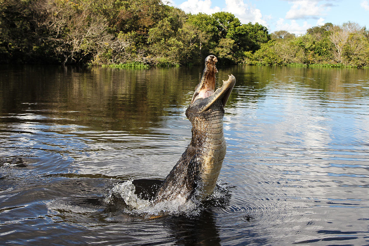 Лос Льянос Венесуэлы — рай в аду