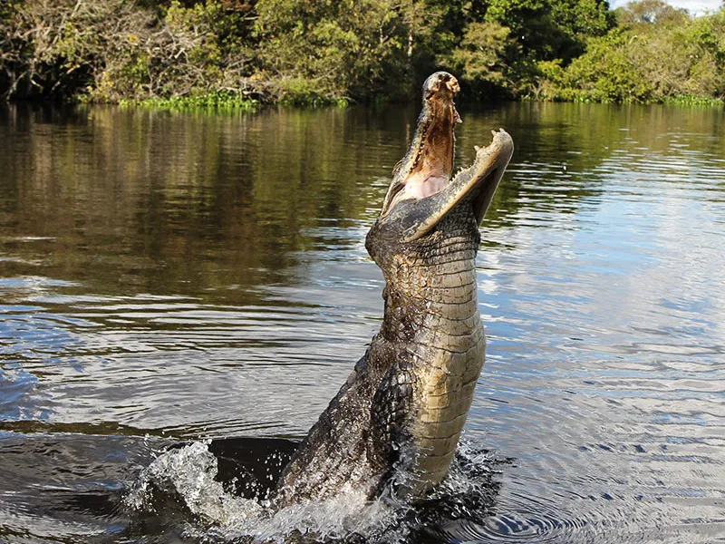 Лос Льянос Венесуэлы — рай в аду