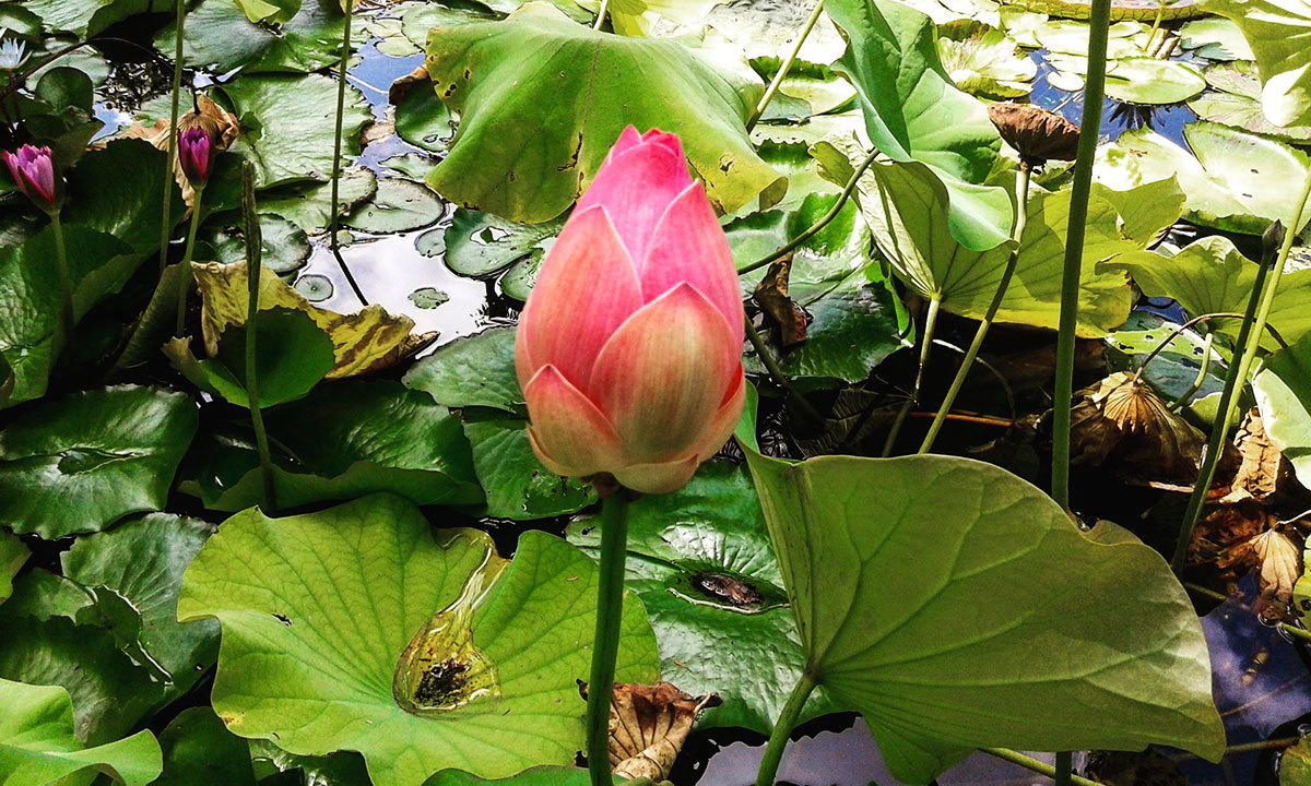 Ботанический сад Каракаса