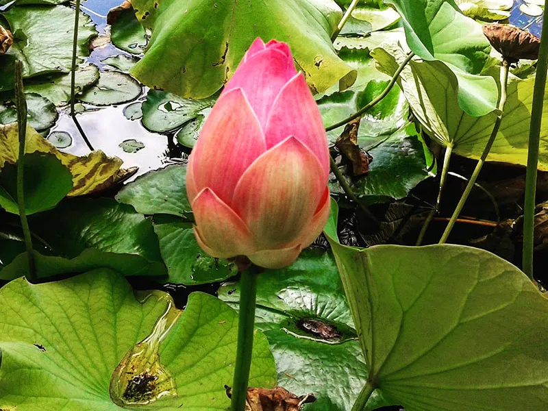 Ботанический сад Каракаса