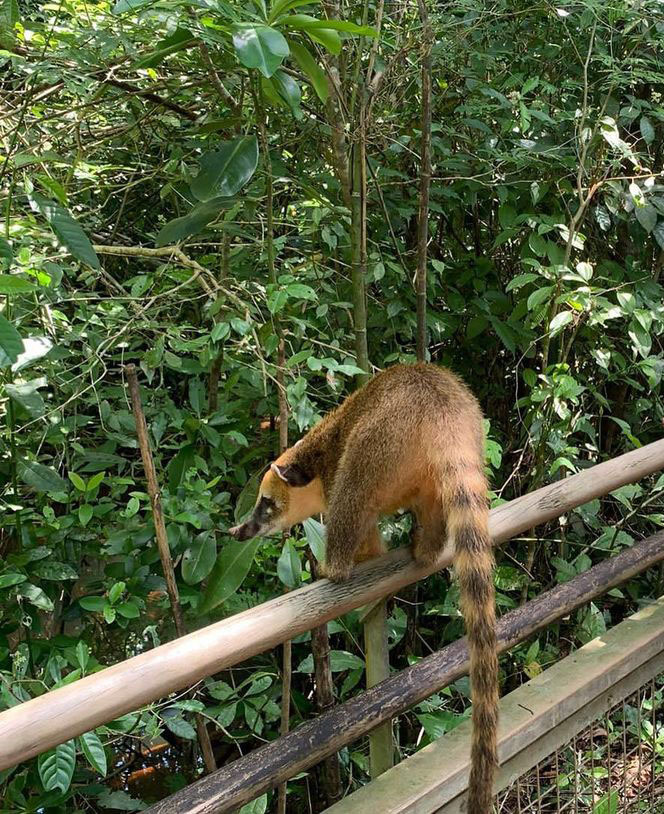 Экскурсия на водопады Игуасу, Аргентина