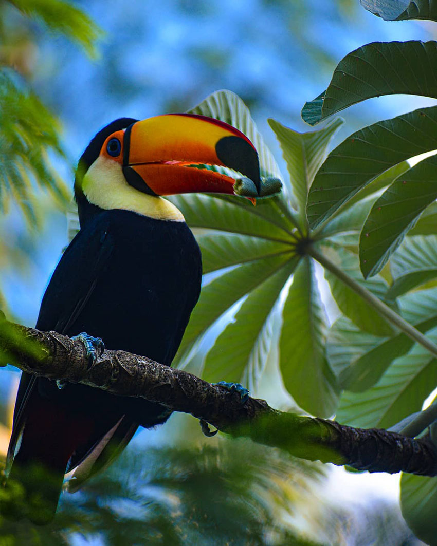 Экскурсия на водопады Игуасу, Аргентина