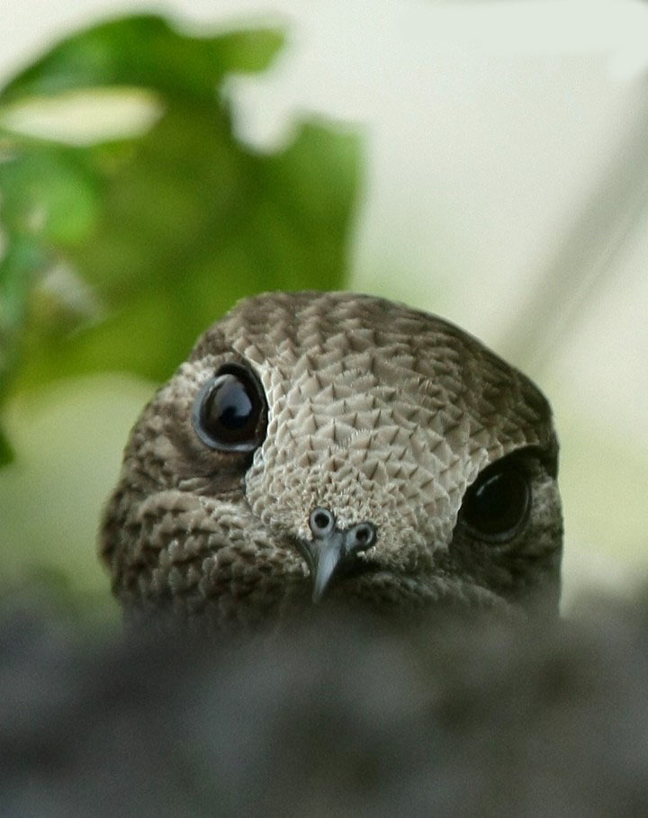 Экскурсия на водопады Игуасу, Аргентина