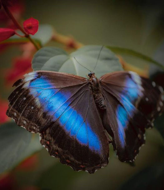Экскурсия на водопады Игуасу, Аргентина