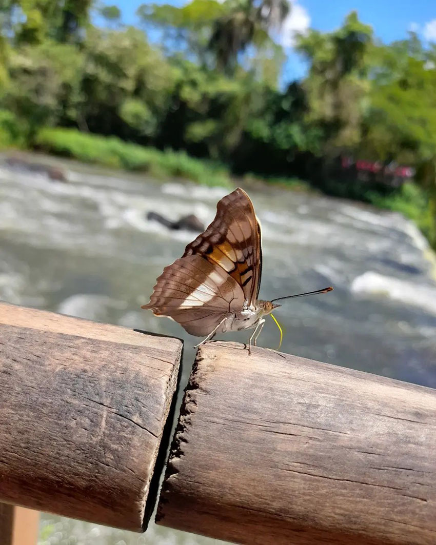 Экскурсия на водопады Игуасу, Аргентина