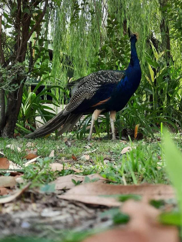 Экскурсия из Буэнос-Айреса на ранчо к гаучо