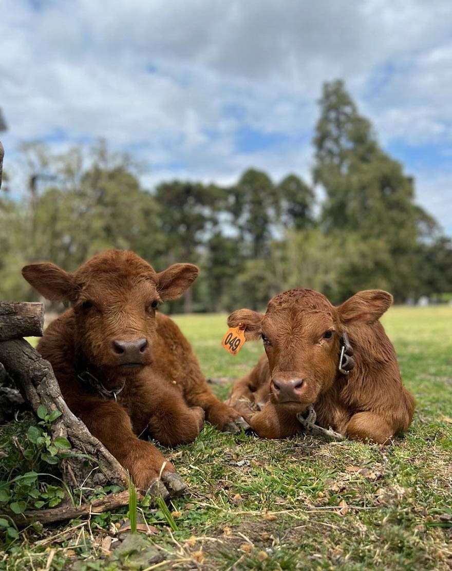 Экскурсия из Буэнос-Айреса на ранчо к гаучо