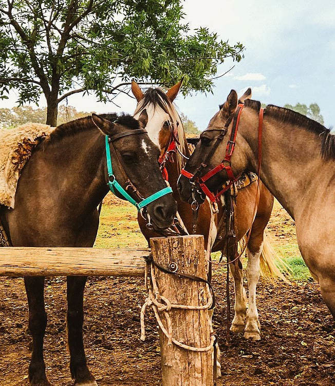 Экскурсия из Буэнос-Айреса на ранчо к гаучо