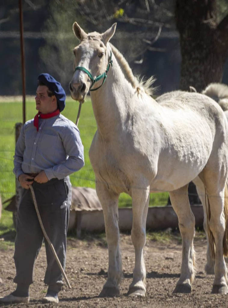 Экскурсия из Буэнос-Айреса на ранчо к гаучо