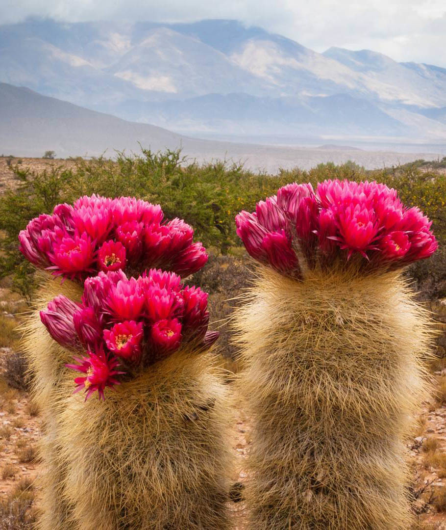 Большой Тур: Вся Аргентина за 14 дней