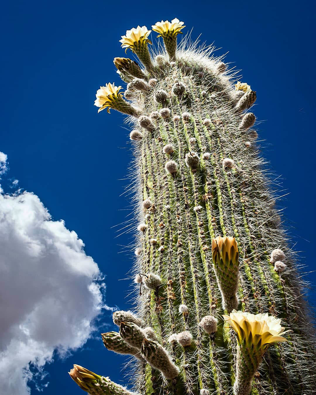 Большой Тур: Вся Аргентина за 14 дней