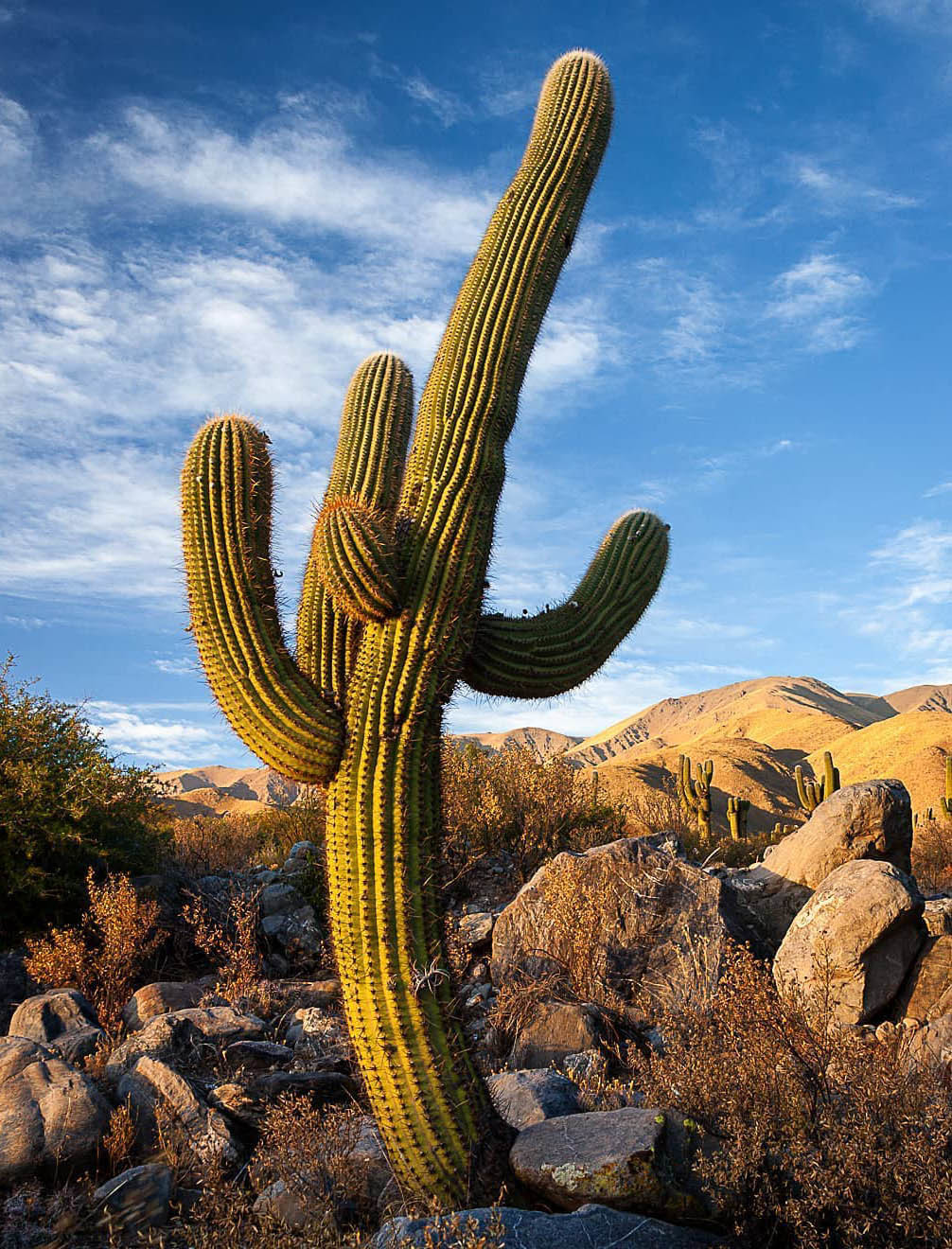 Большой Тур: Вся Аргентина за 14 дней