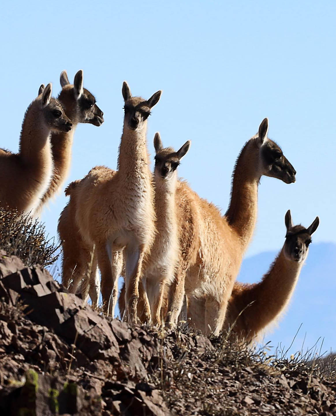 Большой Тур: Вся Аргентина за 14 дней