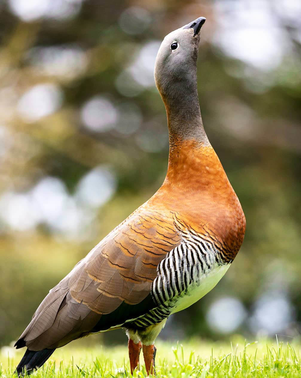 Большой Тур: Вся Аргентина за 14 дней