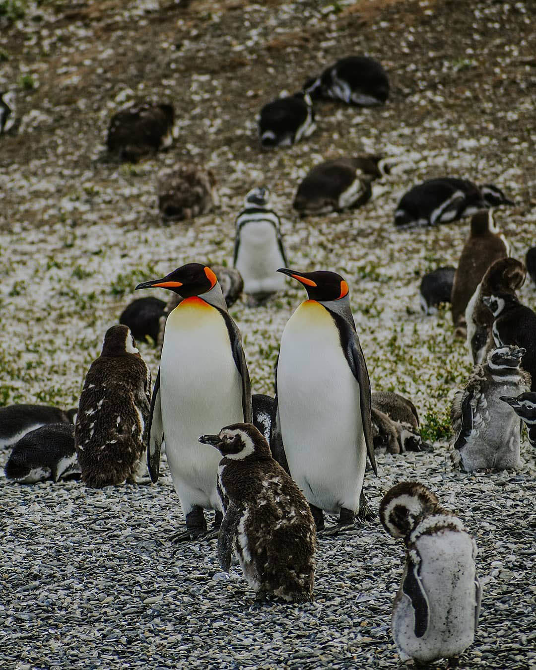 Большой Тур: Вся Аргентина за 14 дней