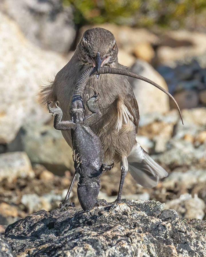 Тур в Барилоче с рейнджером 4х4
