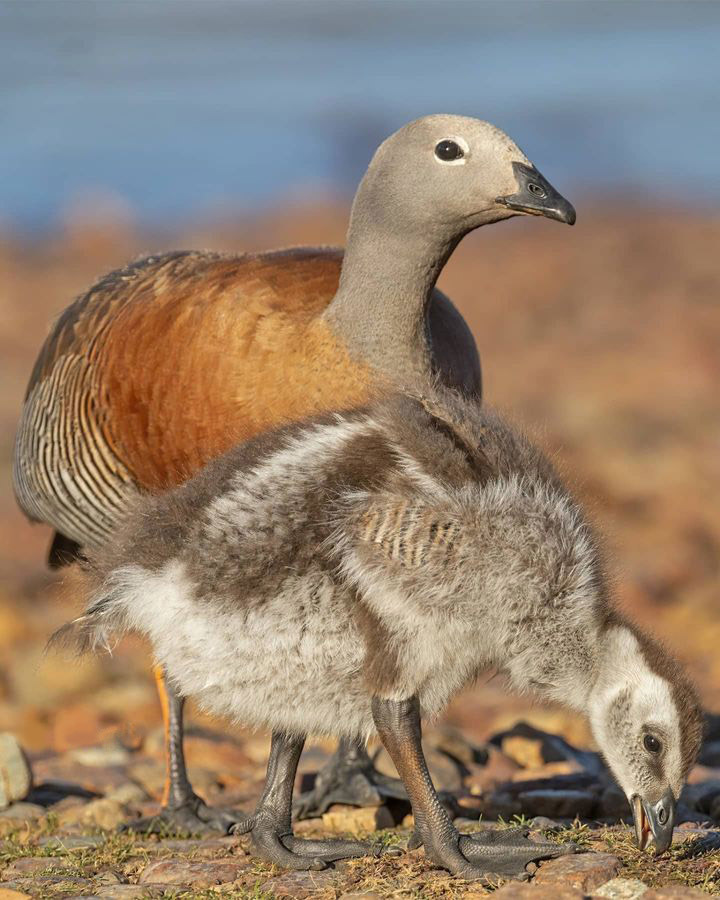 Тур в Барилоче с рейнджером 4х4