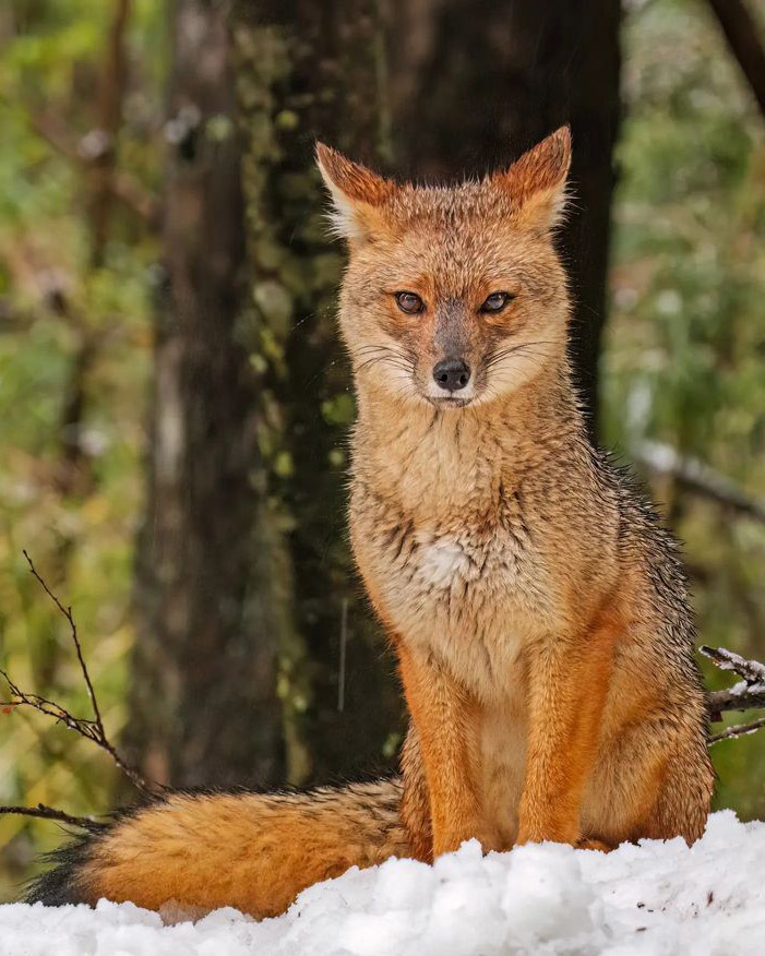 Тур в Барилоче с рейнджером 4х4