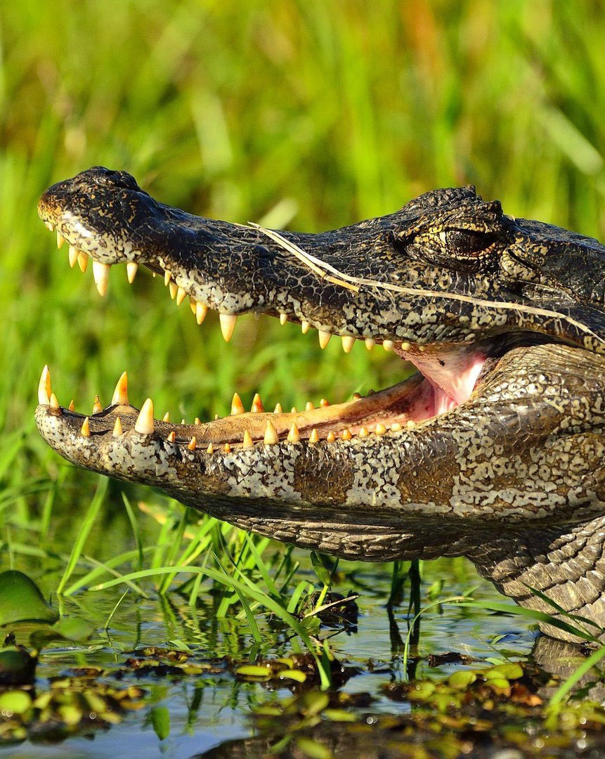 Тропический мир Аргентины: экспедиция к крокодилам, капибарам и боа