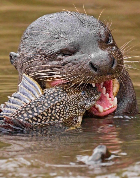 Тропический мир Аргентины: экспедиция к крокодилам, капибарам и боа