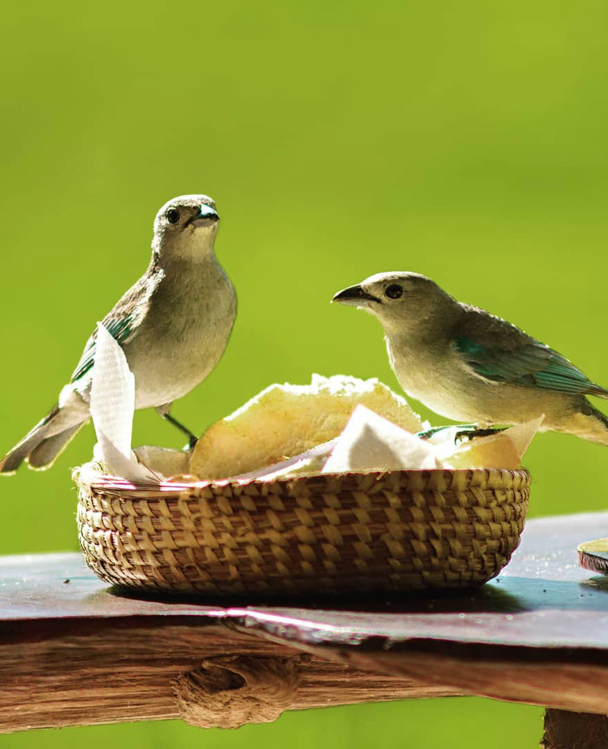 Тропический мир Аргентины: экспедиция к крокодилам, капибарам и боа