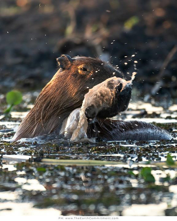 Тропический мир Аргентины: экспедиция к крокодилам, капибарам и боа