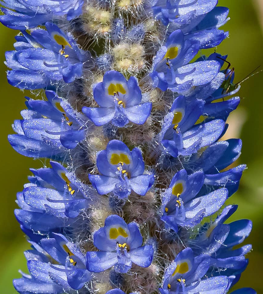 Тропический мир Аргентины: экспедиция к крокодилам, капибарам и боа