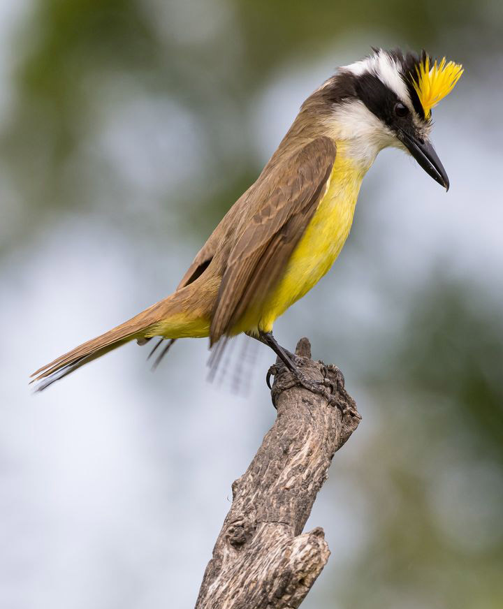 Тропический мир Аргентины: экспедиция к крокодилам, капибарам и боа