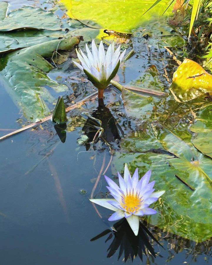 Тропический мир Аргентины: экспедиция к крокодилам, капибарам и боа